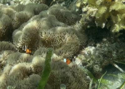 2024 お盆休みは何もなくても豊かな島カオハガン島のちマクタン島(フィリピン)4泊6日　3