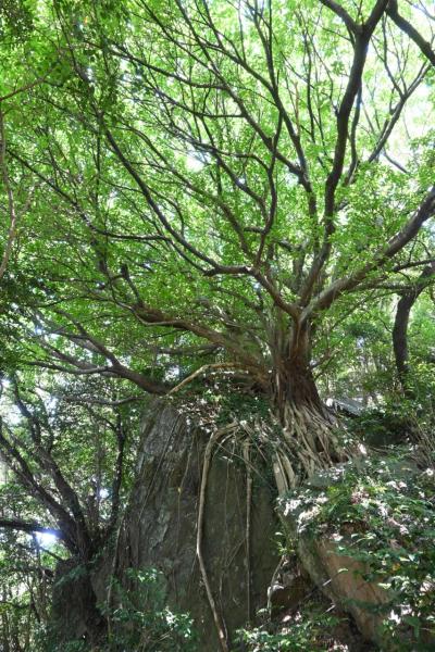2024夏　雲仙・九州ホテルと宮崎旅館に泊まり比べ　雲仙・普賢岳・島原・天草巡り