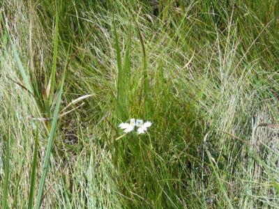 丸山湿原で植物観察