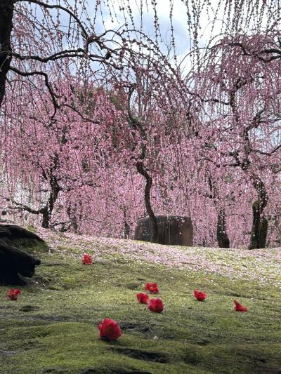 ２０２４年２月　一人時々二人な京都旅♪城南宮＆北野天満宮で梅を愛で～辰年のパワースポット「瀧尾神社」へ＠ANAクラウンプラザホテル京都