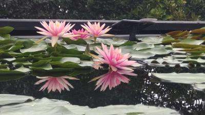 夏の滋賀県1日目　睡蓮と蓮