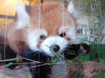 ’２４　埼玉マンホールカード３　東武伊勢崎線② 宮代町（新しい村）～東武動物公園（サマーナイトZOO）