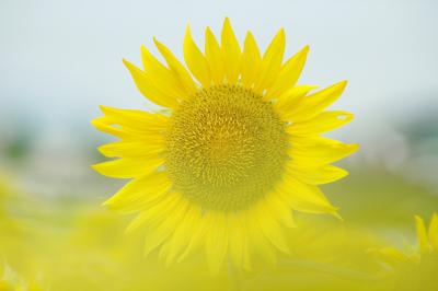 真夏の花を求めて・・日本昭和音楽村の江口夜詩記念館へ