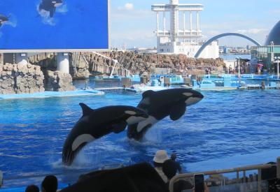 名古屋港水族館に　シャチを見に日帰り旅行