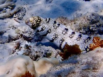 タイさんの沖縄の旅7日目(2024/8/13) 座間味島 阿真キャンプ場 6日目 阿真ビーチ