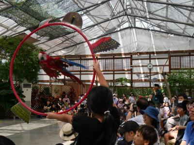 孫と一緒に城めぐりの旅　ついでに花鳥園再再訪　１．孫は初めての掛川花鳥園