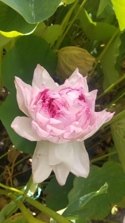 夏の滋賀県2日目　近江妙蓮と醒井の梅花藻