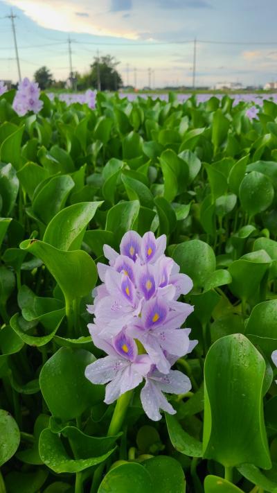 権現堂、催馬楽神楽、大利根町