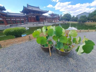 亀山～奈良～西宮（嫁の実家）～有馬温泉 　その1