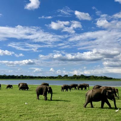 はじめてのスリランカ、エレファントギャザリングを見に行こう!【2.サファリ編】