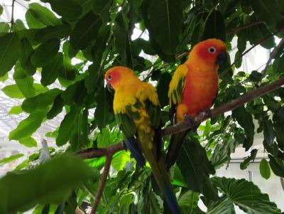 夏休みショートトリップ第二弾!　掛川　掛川花鳥園　ふじのくに茶の都ミュージアム　KADODE
