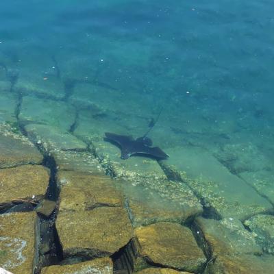 人間魚雷・回天～離島・大津島の戦争遺産を訪ねる②～