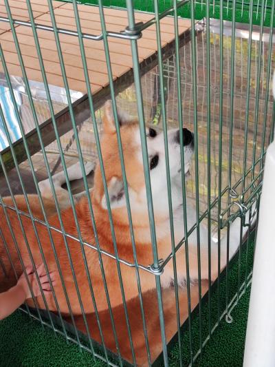 今年の夏旅は秋田犬が可愛すぎた（1日目）