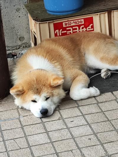 今年の夏旅は秋田犬が可愛すぎた（２・３日目）