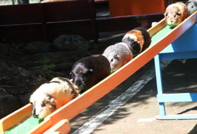 猛暑でナイトズーの埼玉こども動物自然公園2024（２）レッサーパンダのハナビちゃんやごはん時間のコツメカワウソ一家～モルモットの橋渡り１回目