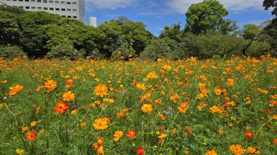2024年8月25日～コスモスが見頃の季節になりましたね！千葉市～東京浜離宮～さいたま市2泊3日の旅