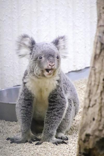 猛暑でナイトズーの埼玉こども動物自然公園2024（３）夕方のコツメカワウソと乳牛の出勤～ヤブイヌのおはなし＆これが最後のコアラのハニーちゃん