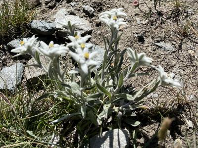 家族三人旅スイス ツェルマット13日間②ロートホルン⇒スネガ ハイキング