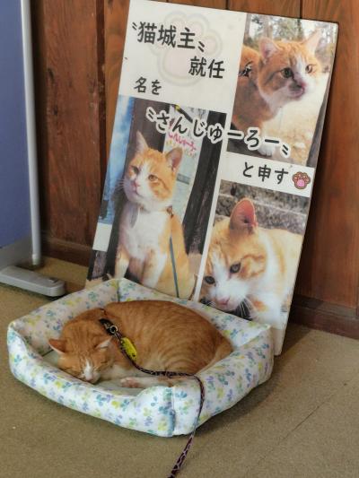 岡山県　城めぐり　その2備中松山城　ねこ城主