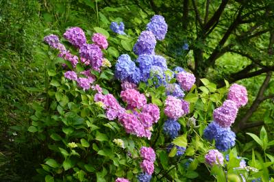矢田寺の紫陽花を見に行きました