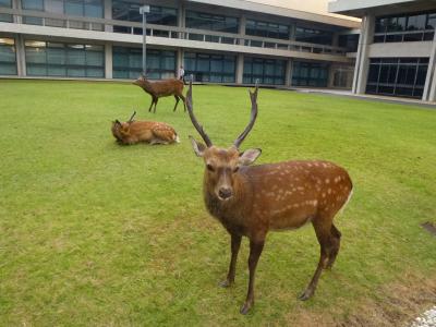 夕方 奈良公園、近鉄奈良駅界隈散策編【奈良＆大阪２泊３日旅】