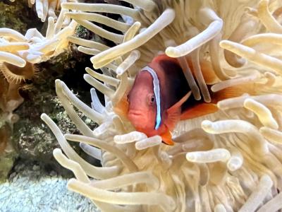大阪＆京都☆彡酷暑のグルメ旅(;^_^A　夏の京都は涼やか水族館.。o○夏の京グルメは鱧しゃぶ～♪　京都編