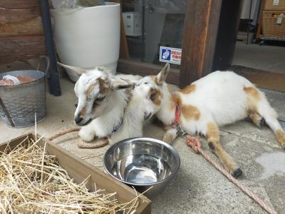 わたしのなつやすみ