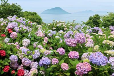大楠と花の島、志々島へ 瀬戸内あいらんど紀行vol.34