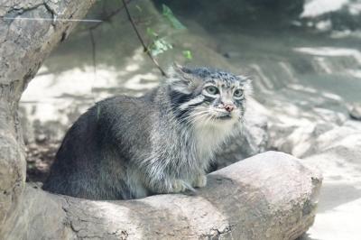 夏の動物園めぐり～神戸どうぶつ王国・王子動物園編～