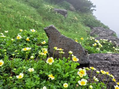 「室堂山展望台」で雷鳥に会う　