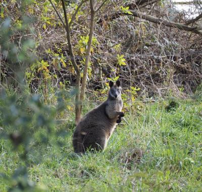 シドニー近郊の旅 レンタカーとAirbnb利用 &lt;①シドニーから南へドライブ＆フェザーデール動物園&gt;