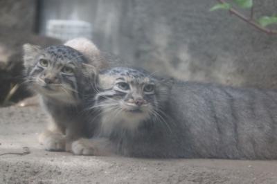  新甘泉狩りと岡山の旅 5日目 神戸どうぶつ王国編