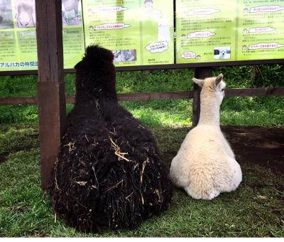 八ヶ岳アルパカ牧場　＋　八ヶ岳清里　清泉寮　