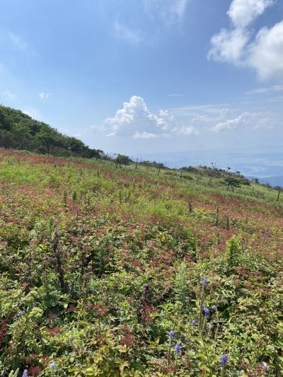天空の花畑伊吹山日帰りバス旅行