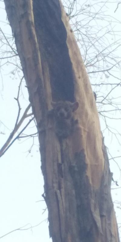 2024夏のインド洋諸国アイランドホッピング&東アフリカ諸国周遊の旅3　マダガスカル編②