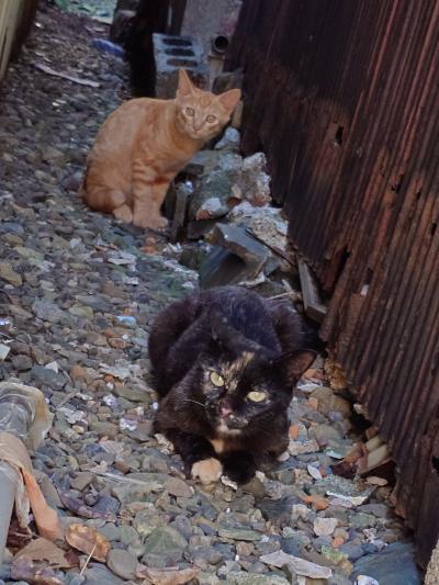 2024年9月　三重旅行　鳥羽潮路亭泊り　六華苑　鳥羽グルメ　坂手島の猫ちゃん