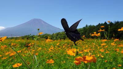 富士五湖ドライブ