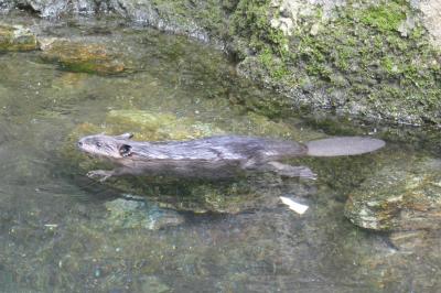 動物たちが生き生きしているのいち動物公園に行ってきました