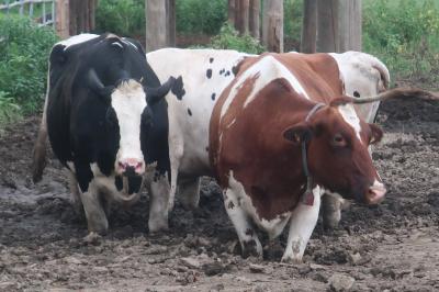 &#128004;那須 千本松牧場で&#127846;ソフトクリームやら &#9832;温泉やら 