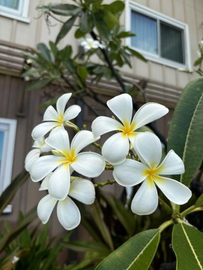 初めてのハワイ島　キングスランド7泊9日　5日目