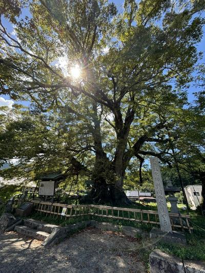 大阪さんぽ　　能勢をめぐります♪　能勢妙見山～１０００年の野間の大ケヤキ～名月峠へ