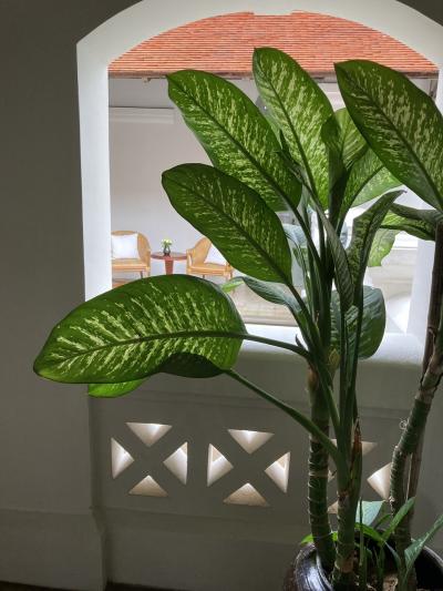 雨降りのアマンタカ