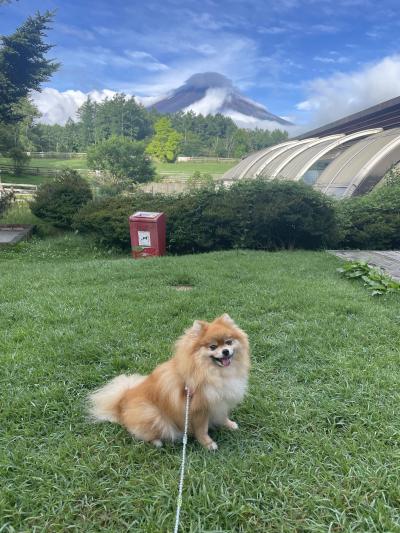 山梨/海の日は避暑しに山中湖＠ドッグリゾートWoof（2024年7月）