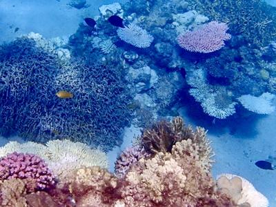 タイさんの沖縄の旅37日目(2024/9/12)簡単にサンゴと魚達を楽しめる座間味島、古座間味ビーチ