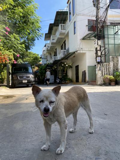 2024 5年ぶりの海外 ベトナム縦断旅 ホイアン編