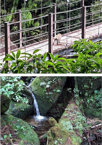 2024年鹿児島②　高速船トッピーで屋久島へ、神の島でヤクスギランド・トローキの滝