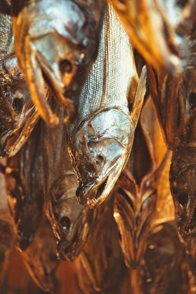 新潟旅。雨の村上で鮭だけを見た旅。