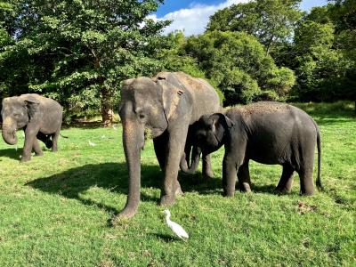 2024年夏！スリランカ９日間③ミンネリヤの象