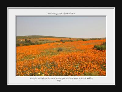 ★南アフリカ～ナマクワランド「神々の花園」を巡る旅Part２