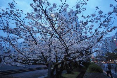 高知へ桜を迎えに行こう、ついでに四国グルメも♪2024年04月